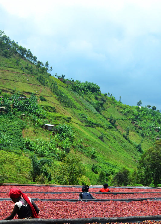 Coffee farmers laying out the beans on drying beds at Burundi Migoti Hill Coffee farm, with lush green mountains in the background.