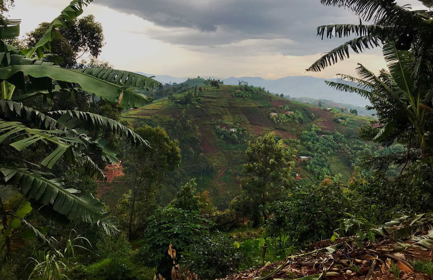 Missing Bean Impact Report, 2024/25