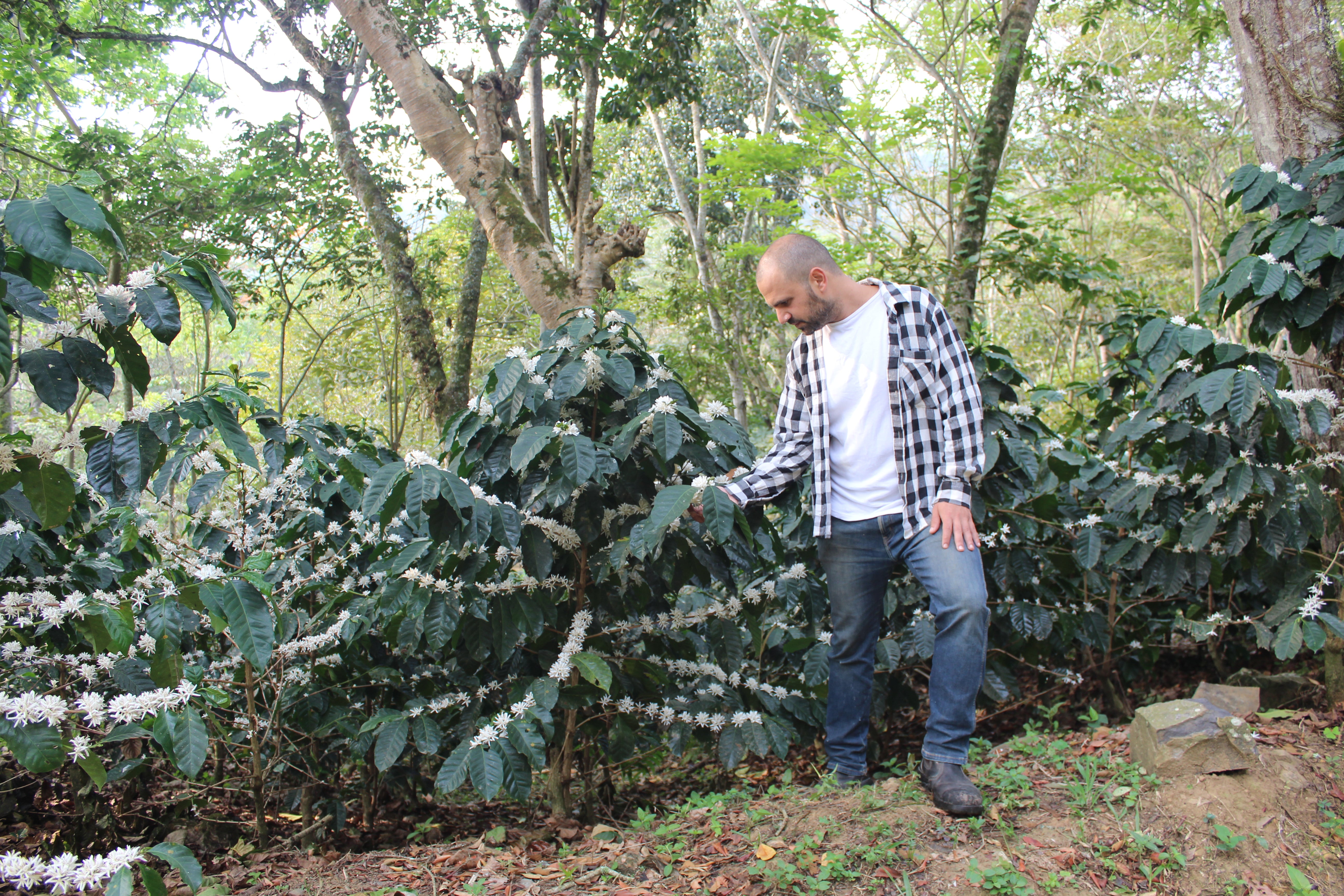 Missing Bean's Founder, Ori Halup, in a black and white checkered shirt and blue jeans stands intThe coffee farm El Calapo, touching a coffee plant covered in small white flowers.