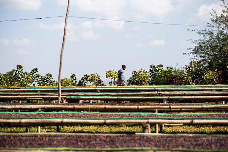 Khalid Shifa's organic coffee farm in Ethiopia's Jimma region, source of Missing Bean's Echemo coffee.