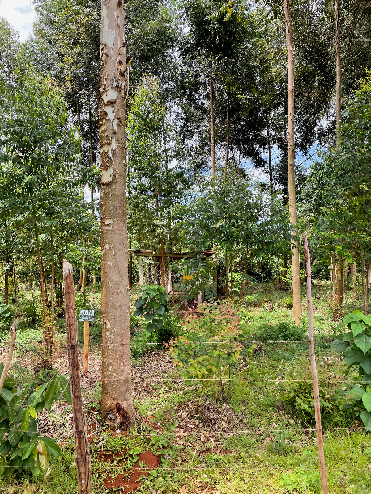 A dense forest clearing at Gloria's coffee farm in Kenya with tall trees, green undergrowth, a wire fence in the foreground, and a small green sign on a post near the left side.
