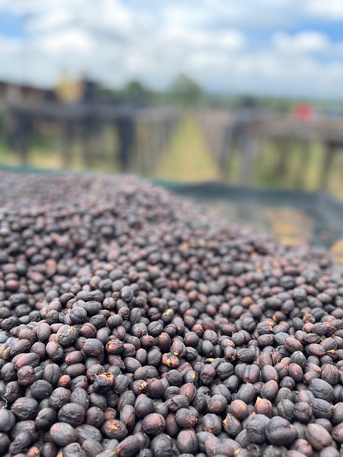 A close-up view of a large pile of dark brown coffee cherries, Missing Bean's Kenya Gloria Dry Fermented, outdoors with a blurred background showing farm structures and a cloudy sky.