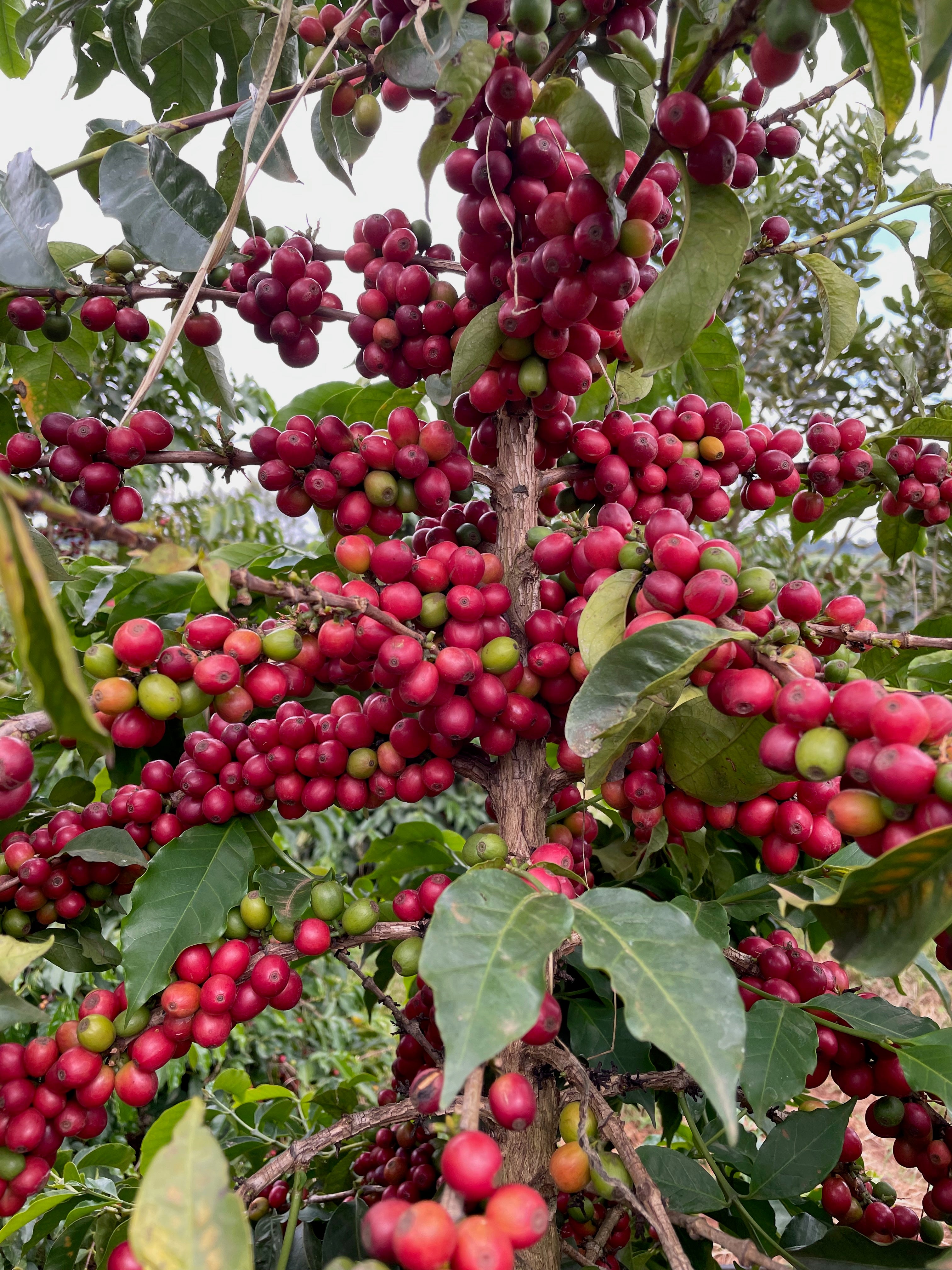 Clusters of ripe red coffee cherries hanging from a coffee tree at Gloria's coffee farm in Kenya, surrounded by green leaves.