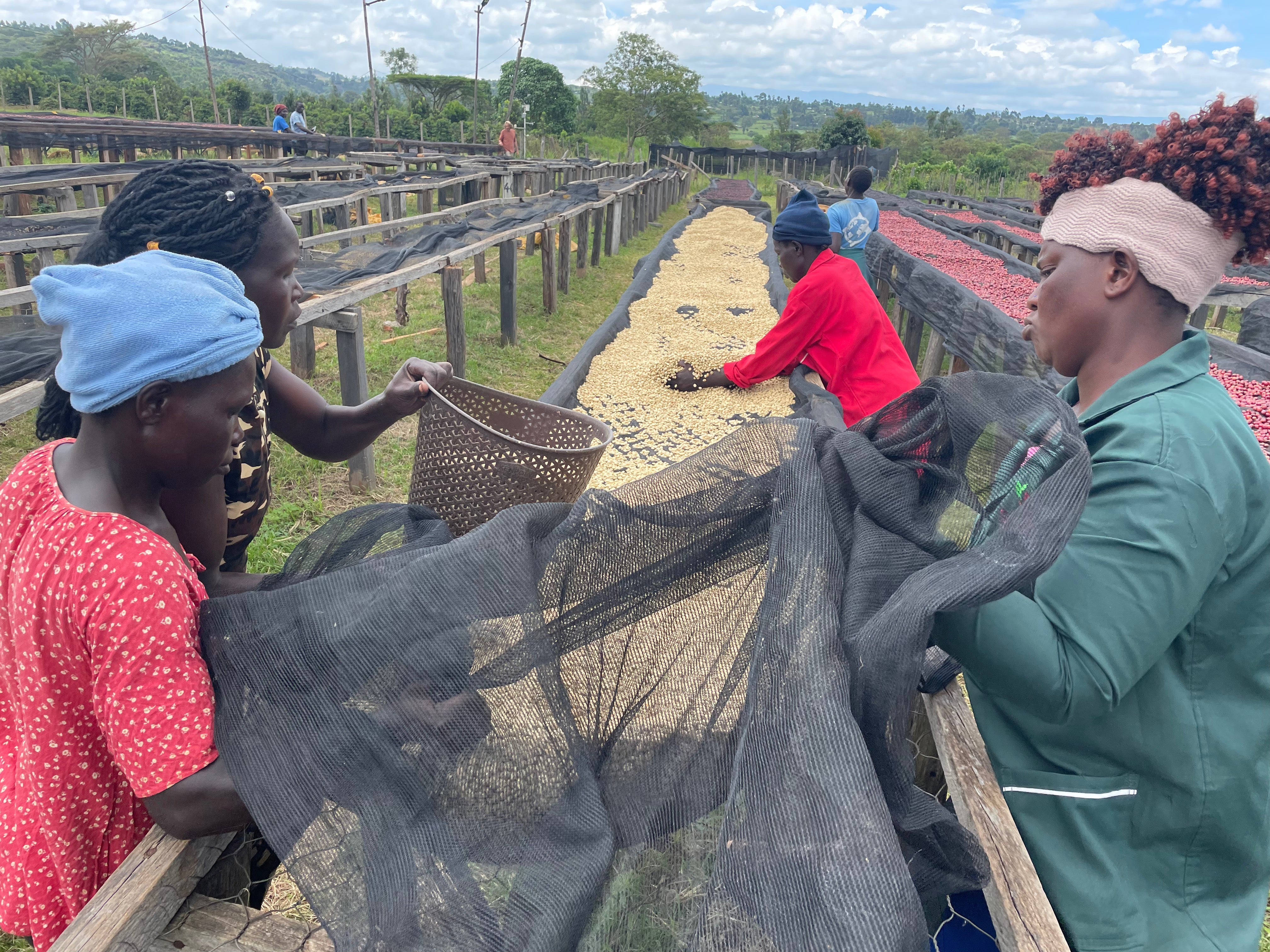 Several people working outdoors at Jane's coffee farm in Kenya in long rows of dried coffee cherries, with one person holding a large black mesh net. 