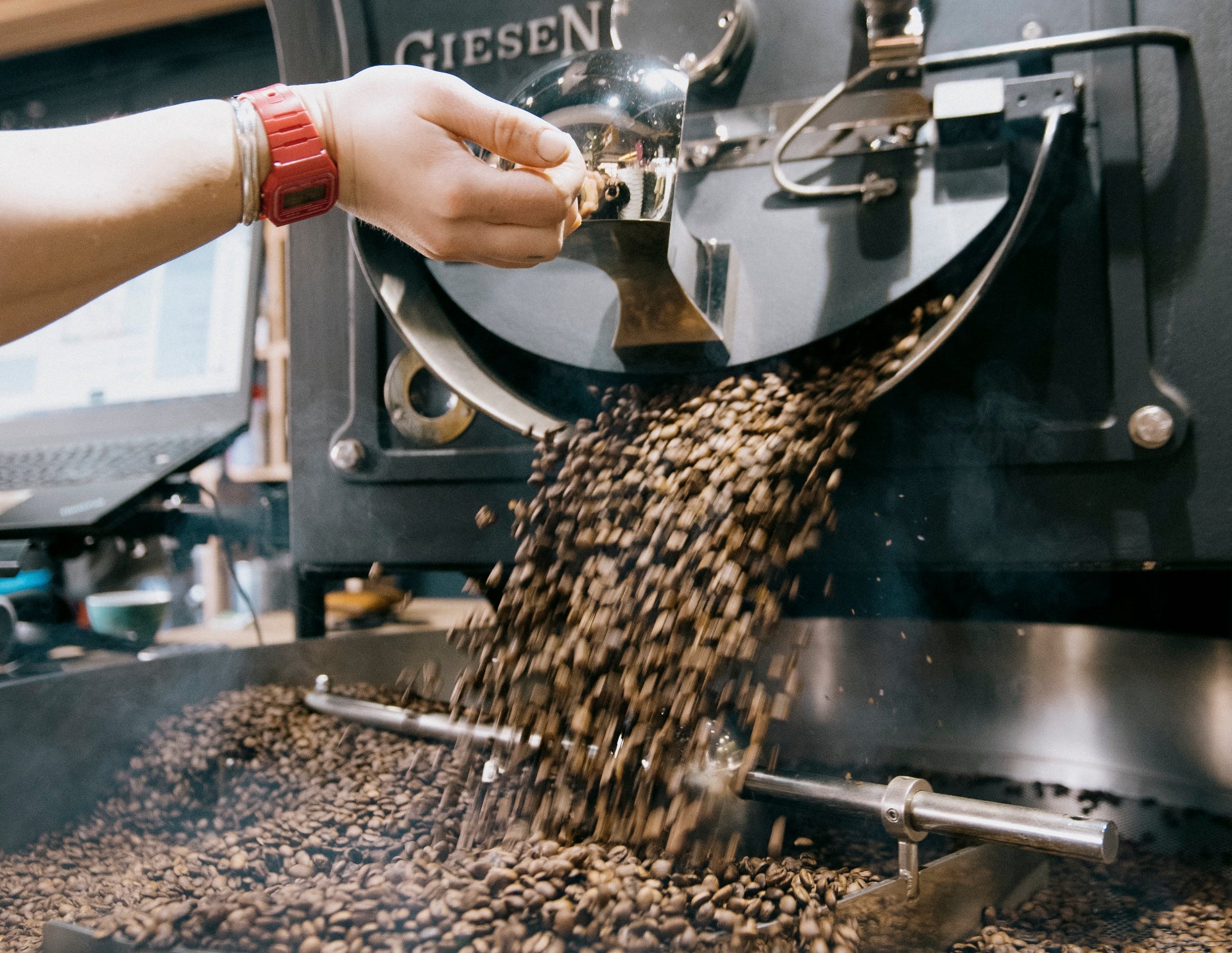 Freshly roasted coffee beans pour out from a black Giesen coffee roasting machine. A person's hand is in shot wearing a red casio watch. 