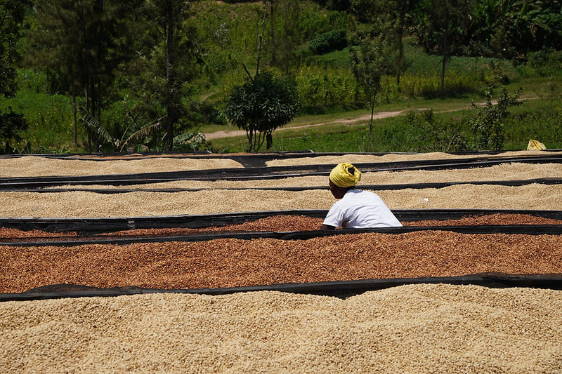 The Isano washing stations in Rwanda's highlands, source of Missing Bean's Rwanda Isano coffee.