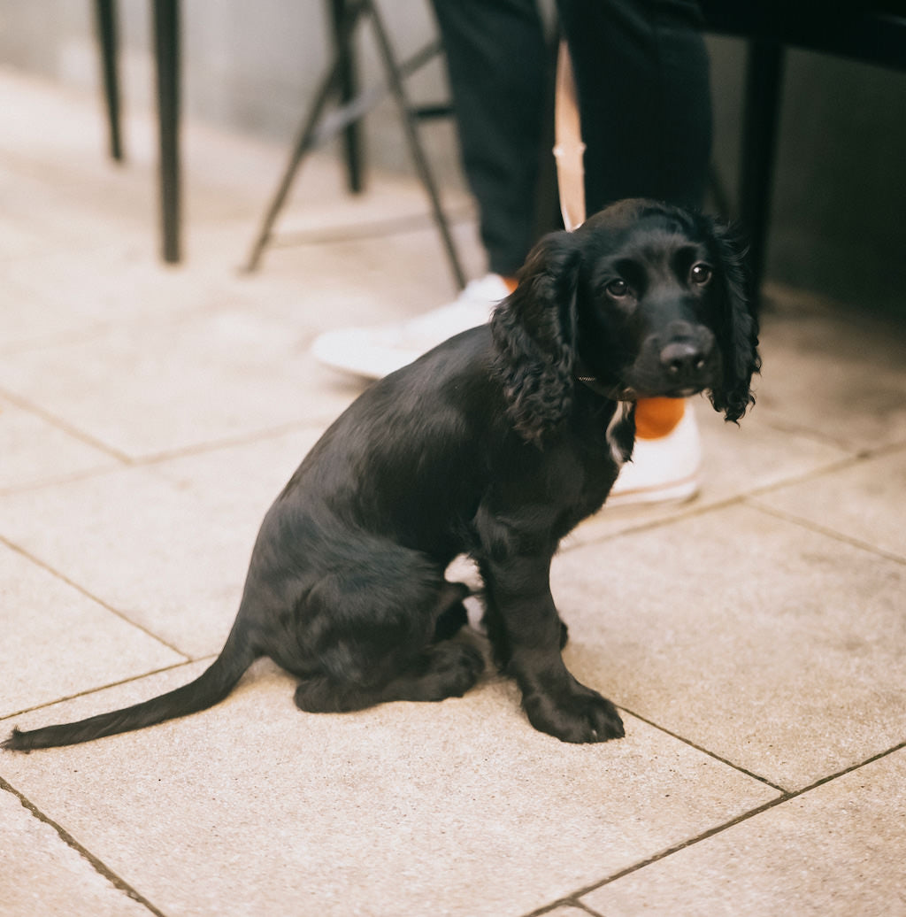 A young black spaniel outside of the Missing Bean dog friendly cafe in Abingdon, with a person's legs in the background.