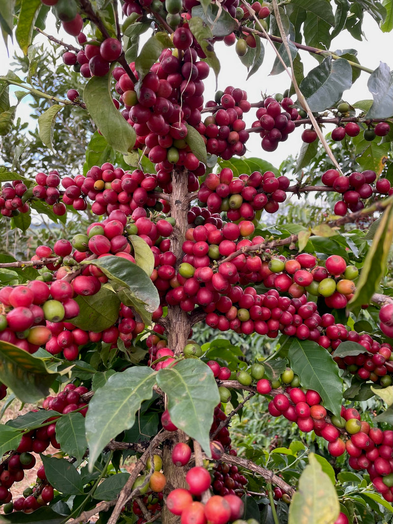 Close up image of pre-picked coffee cherries.