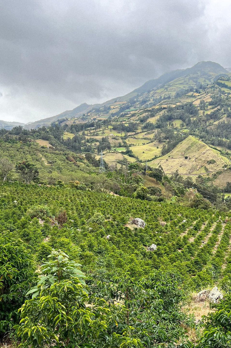 Hilly landscape with coffee plantations at the Colombia Galeras coffee farm under a cloudy sky